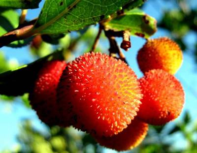 ARBUTUS UNEDO
